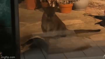 Video: Cuộc chiến kinh hoàng giữa sư tử núi và chó nhà, ai là kẻ chiến thắng?