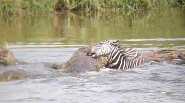 Video: Bị cá sấu ngoạm chân, ngựa vằn có màn 