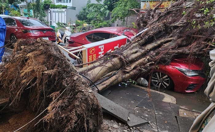 TP.HCM: Cây si cao hơn 20m bật gốc trong cơn mưa, đè bẹp ô tô 4 chỗ