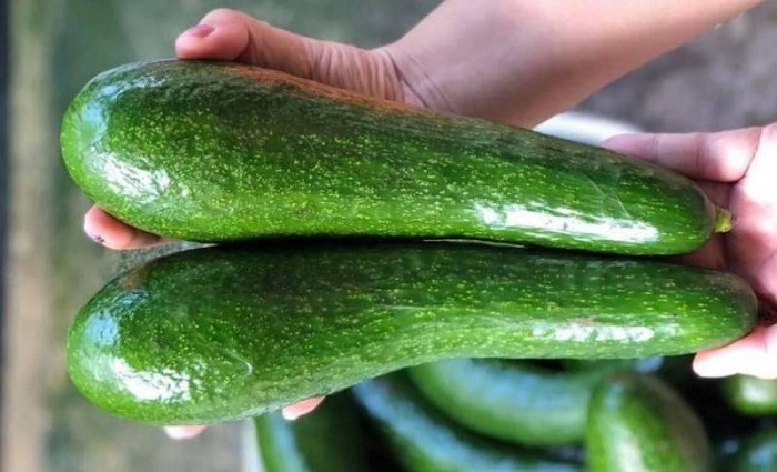 Từng là mặt hàng xa xỉ, bơ 034 đặc sản Lâm Đồng rớt giá mạnh