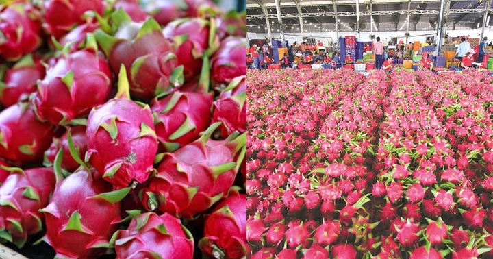 Xôn xao thông tin siêu thị Anh dừng bán thanh long Việt Nam, Văn phòng SPS Việt Nam nói gì?