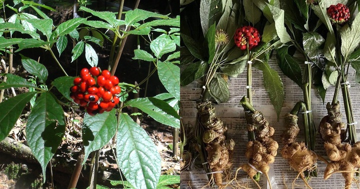 Cảnh giác mỹ phẩm, dược phẩm, bánh kẹo mạo danh nguồn gốc sâm Ngọc Linh, sâm Lai Châu