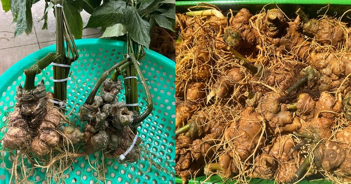 Loại sâm Ngọc Linh giá chỉ 300.000 đồng/kg nhan nhản trên “chợ mạng”