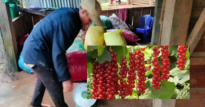 Thu nhập tiền triệu mỗi ngày nhờ đi bộ xuyên rừng hái ngũ vị tử