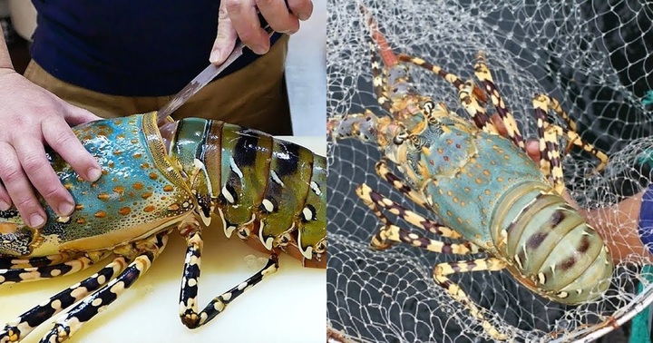 Trung Quốc mạnh tay chi 76 triệu USD mua loại tôm này của Việt Nam