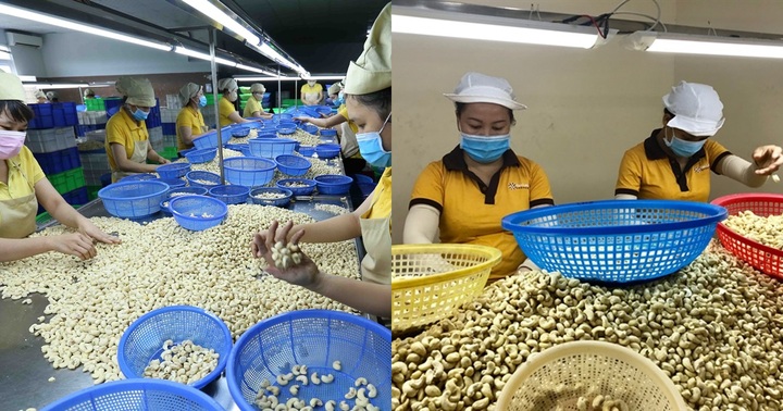 Thông tin mới nhất vụ 4 doanh nghiệp xuất khẩu hạt điều nghi bị lừa đảo ở Dubai