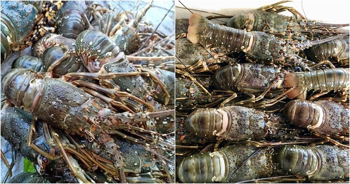 Vì sao tôm hùm bông gặp khó khi xuất khẩu sang Trung Quốc?