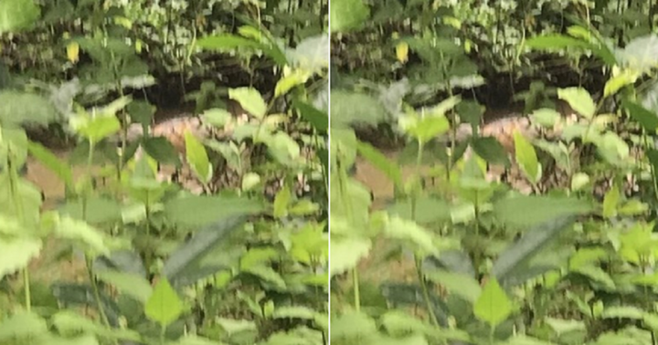 Bạc Liêu: Phát hiện người đàn ông tử vong dưới mương nước sau nhà sau 3 ngày mất tích