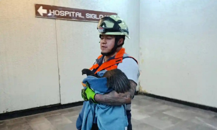 Tuyến tàu điện ở Mexico bị gián đoạn bởi một con gà