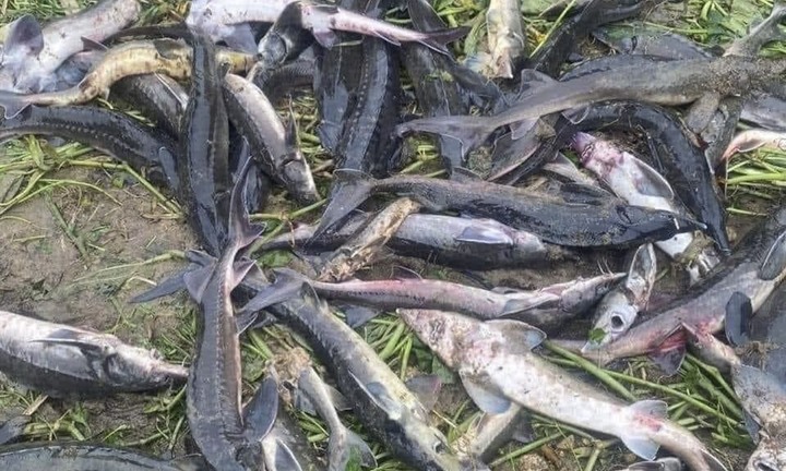 Lai Châu: Lũ quét cuốn trôi hàng chục tấn cá tầm