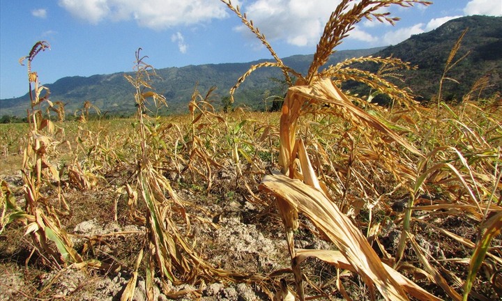 Việt Nam đối diện nguy cơ xảy ra khô hạn cục bộ do ảnh hưởng của El Nino