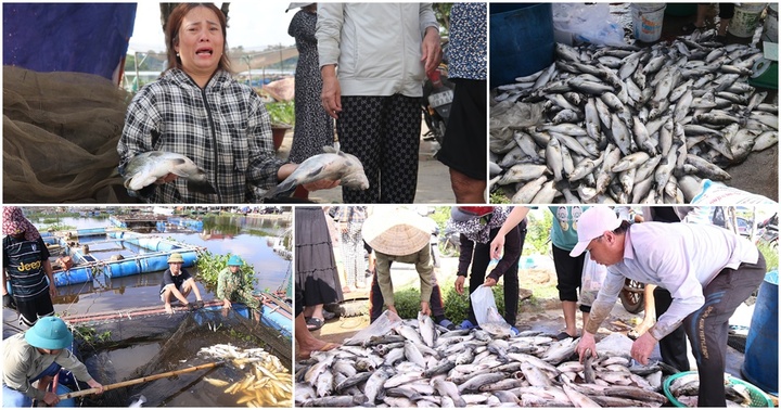 Người dân ở Hà Tĩnh thất thần nhìn 50 tấn cá vược chết bất ngờ trên sông Nghèn
