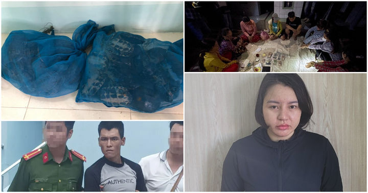 Tin tức an ninh hình sự 6/10: Tạm giữ người đàn ông bắt 41 cá thể rùa trong rừng U Minh Thượng
