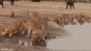 Video: Giây phút kịch tính đàn voi đuổi bầy sư tử ra khỏi lãnh địa