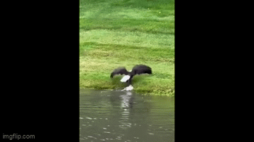 Video: Đại bàng trắng có pha xử lý con mồi đầy bất ngờ