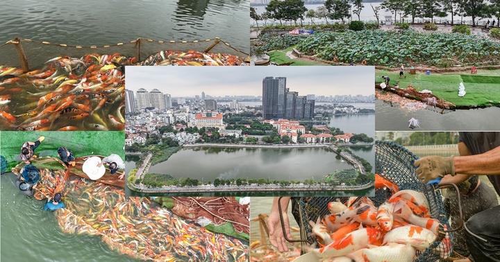 Hà Nội: 8 tấn cá koi được di chuyển khỏi hồ Đầm Đông nhường chỗ cho hoạt động trồng sen