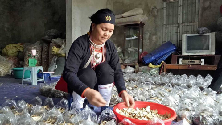 Danh y núi Tản tiết lộ dược lý của nhân sâm giúp người tiểu đường không bị bại liệt