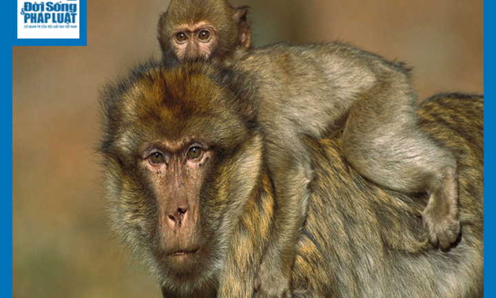 Video: Khỉ con vắt vẻo trên ngọn cây trêu cá sấu bất ngờ bị đồng loại