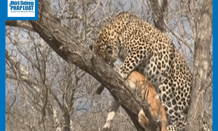 Video: Rùng mình cảnh chó nhà bị báo hoa mai ngoạm cổ, kéo đi trong đêm