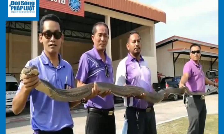 Video: Lính cứu hỏa dùng tay không bắt rắn hổ mang chúa khổng lồ