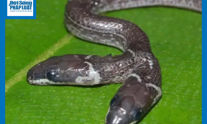 Video: Rùng mình cảnh rắn vua 2 đầu cùng lúc ăn thịt hai con chuột