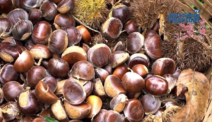 Nhớ về hạt dẻ Trùng Khánh - Cao Bằng