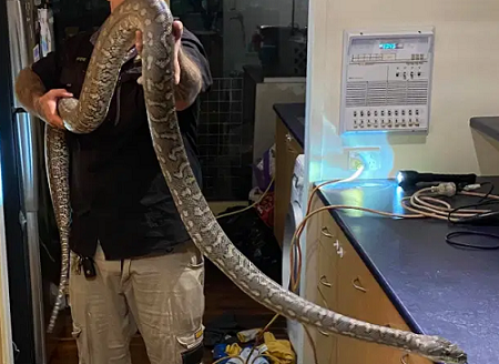 Nghe thấy tiếng kêu lạ trên mái nhà, gia đình kinh hoàng phát hiện con trăn với 100 chiếc răng 