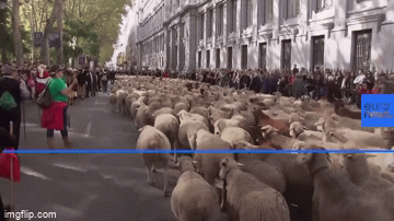 Video: Gần 2000 con cừu diễu hành trên đường phố Tây Ban Nha