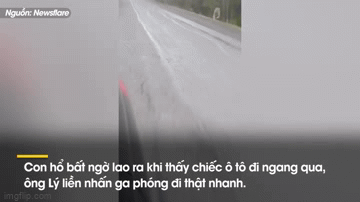 Video: Tài xế nhanh chóng bỏ chạy vì bị hổ rừng tấn công
