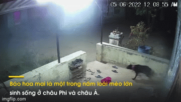 Video: Báo hoa mai bất ngờ xuất hiện, chó nhà bỏ chạy không kịp