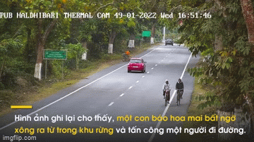 Video: Báo hoa mai xuất hiện bất ngờ, tấn công người đi đường