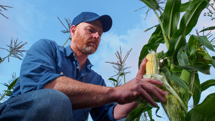 Đợt nắng nóng kỷ lục đe dọa an ninh lương thực của EU