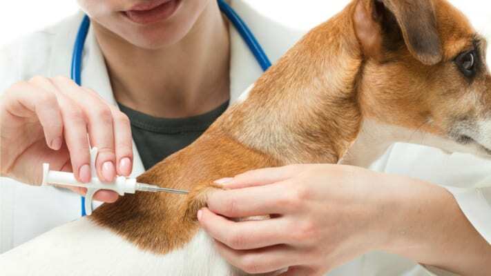 Hà Nội: Người đàn ông mắc bệnh dại, tử vong sau 2 tháng bị chó cắn