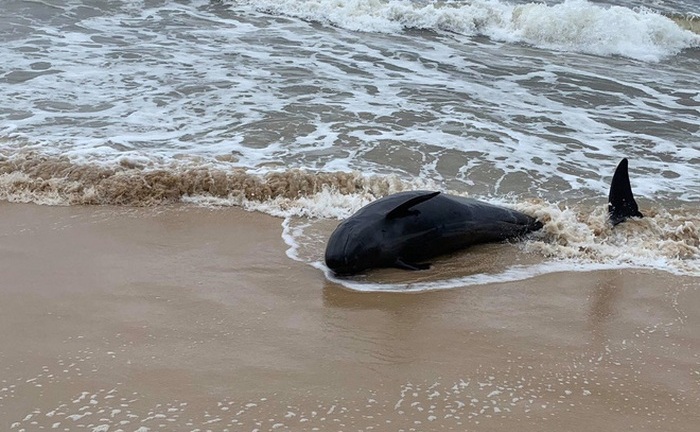 Quảng Ninh: Giải cứu thành công cá heo hơn 35 kg mắc cạn trên biển Cô Tô