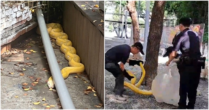 Trung Quốc: Xuất hiện con trăn vàng dài 3 mét tại công viên khiến người dân hoảng hồn