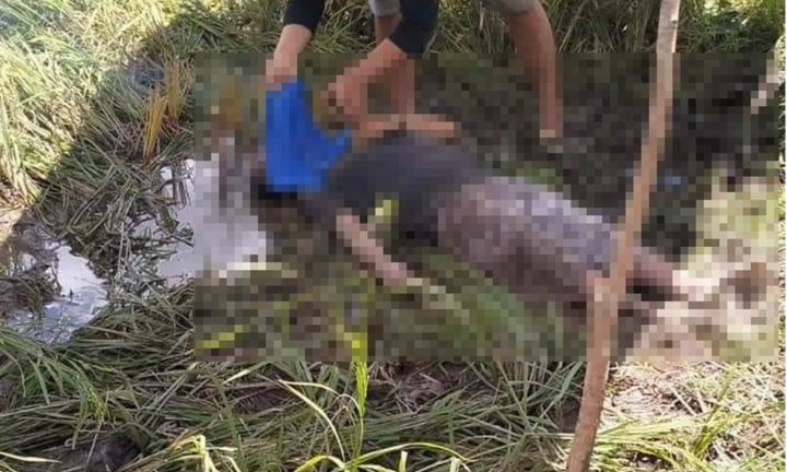 Long An: Đi thăm ruộng vướng bẫy chuột có điện, người đàn ông bị giật tử vong