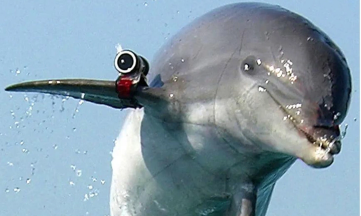 Căng thẳng Nga - Ukraine mới nhất ngày 21/10: Nga đưa lực lượng cá heo chiến đấu đến gần Crimea