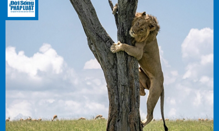 Video: Bị lợn rừng 