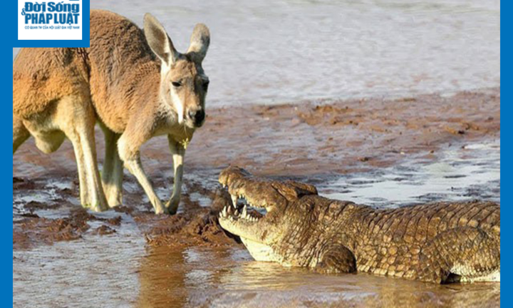 Video: Mai phục kín đáo, cá sấu khổng lồ tóm gọn kangaroo, xé xác trên sông