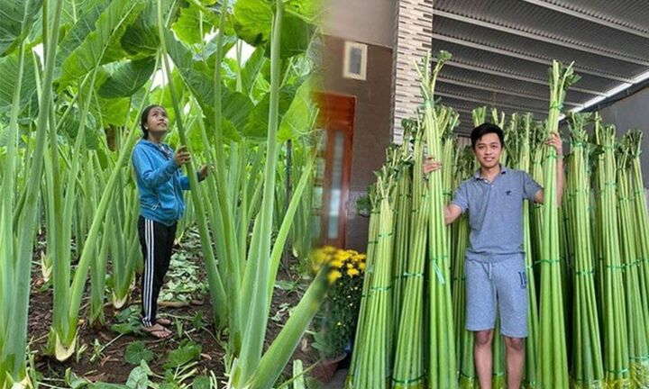 Loại thực phẩm được ví là “vị thần hút mỡ”, ở Việt Nam lại dùng cho gà ăn