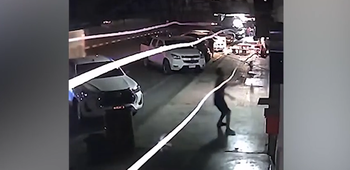 Bị xua đuổi, đàn khỉ