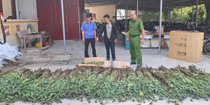 Tin nóng 24h hôm nay ngày 4/4: Bắt quả tang đối tượng trồng hơn 1.300 cây thuốc phiện trên nương