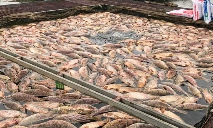 Tin thời sự nóng mới nhất ngày 8/4/2024: 300 tấn cá nuôi lồng bè chết ở Hải Dương