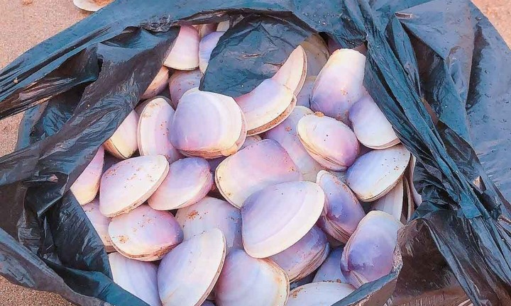 Cận cảnh hàng tấn ngao tím dạt vào bờ, người dân đổ xô đi nhặt