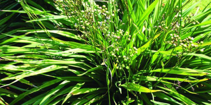 Cây hương bài có tác dụng gì?