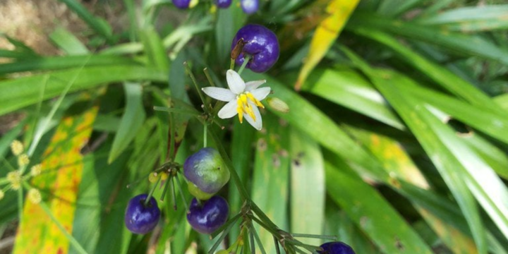 Cỏ hương bài có tác dụng gì?