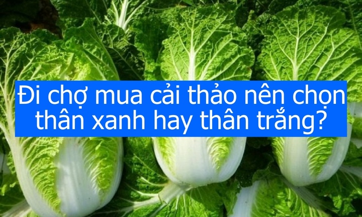 Đi chợ mua cải thảo nên chọn thân xanh hay thân trắng?
