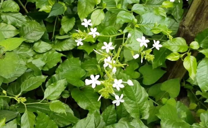 Bạch hoa xà và những công dụng tuyệt vời không phải ai cũng biết