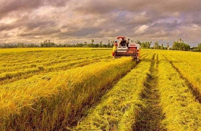 Khởi tố, tạm giam thương lái 