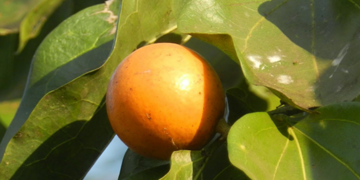 Loại quả nhìn 
